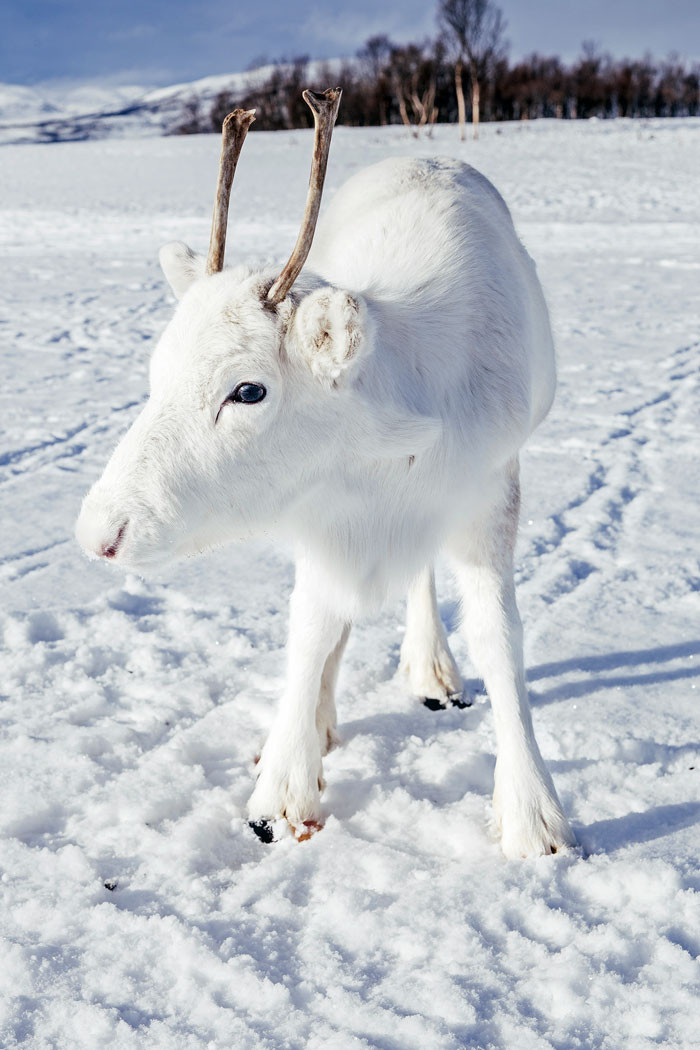 Very rare white deer in Norway - Animals, Deer, The photo, Longpost, Deer