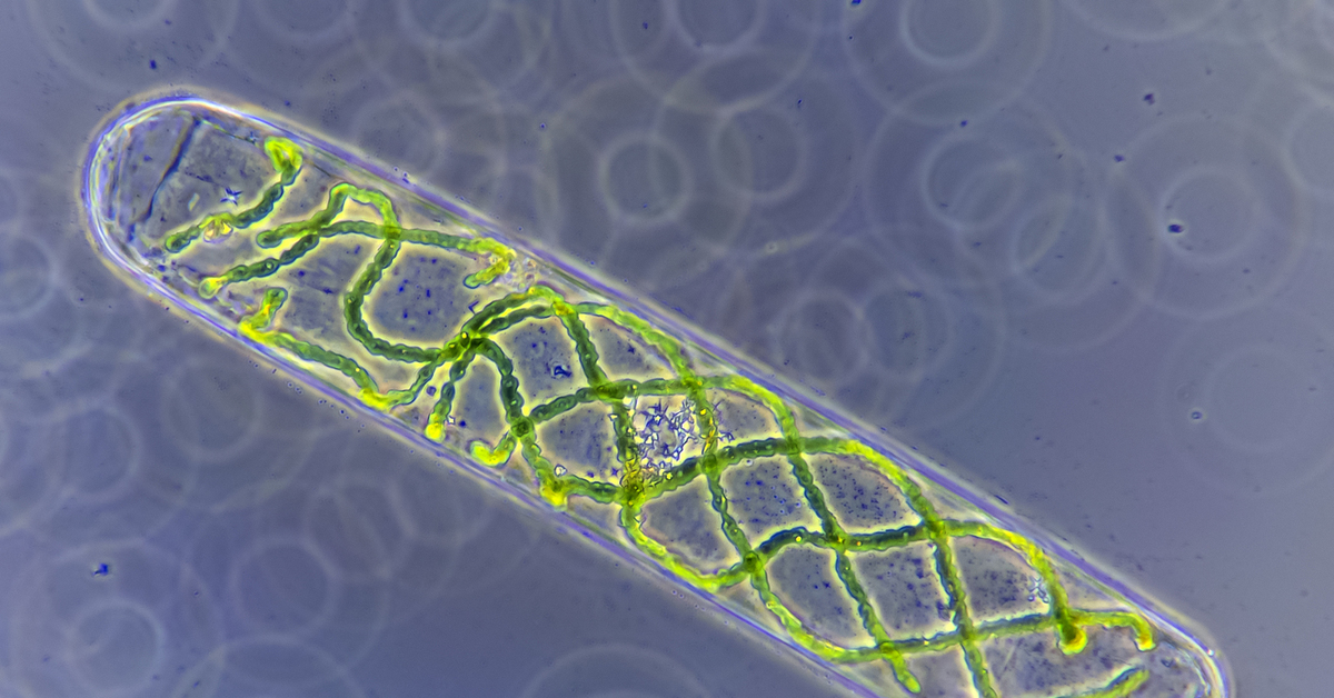Спирогира класс. Нитчатая водоросль спирогира. Зеленые водоросли спирогира. Водоросль спирогира под микроскопом. Спирогира зеленая нитчатая водоросль.