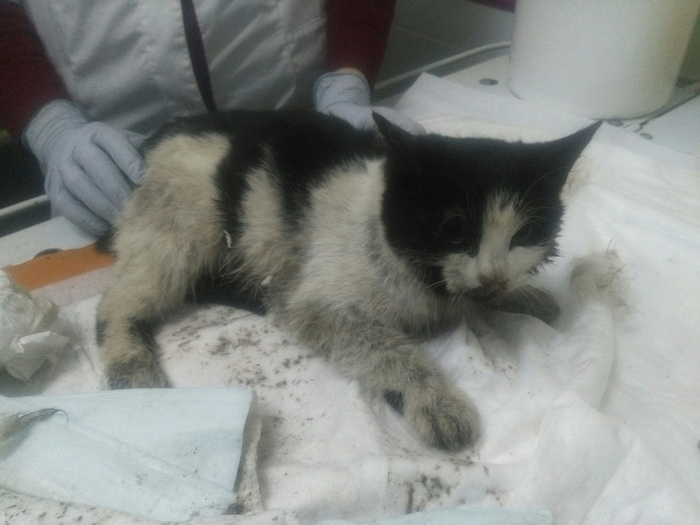 Rescue of Private Koteikin. - My, No rating, In good hands, cat, Moscow, Help, Helping animals