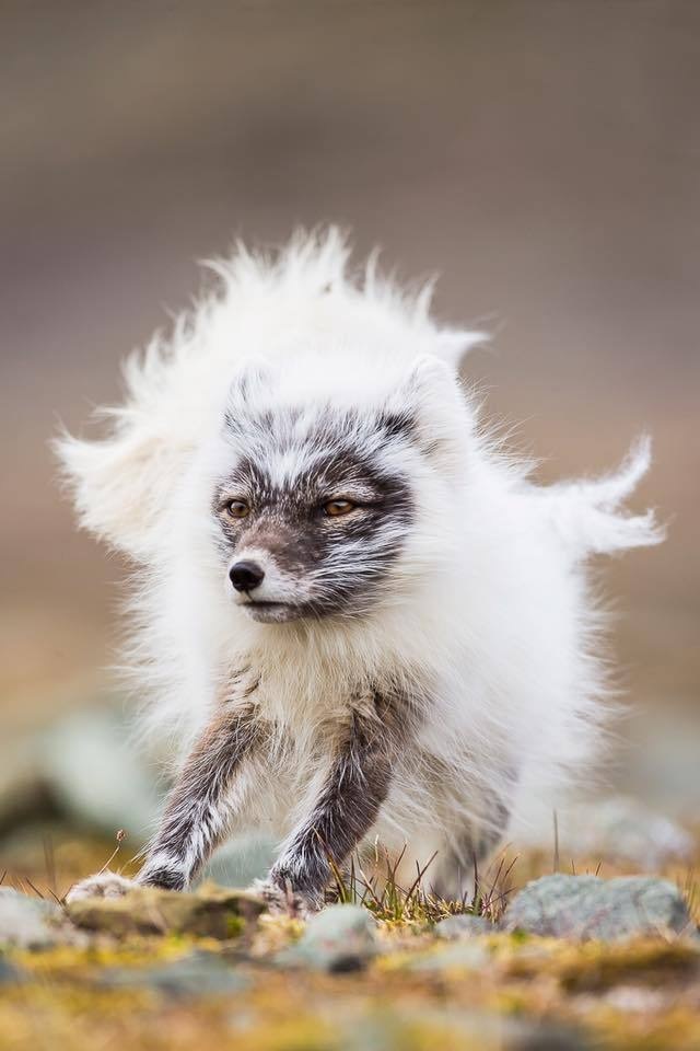 The fluffiest fox ^.^ - Arctic fox, Fluffy, Animals, The photo