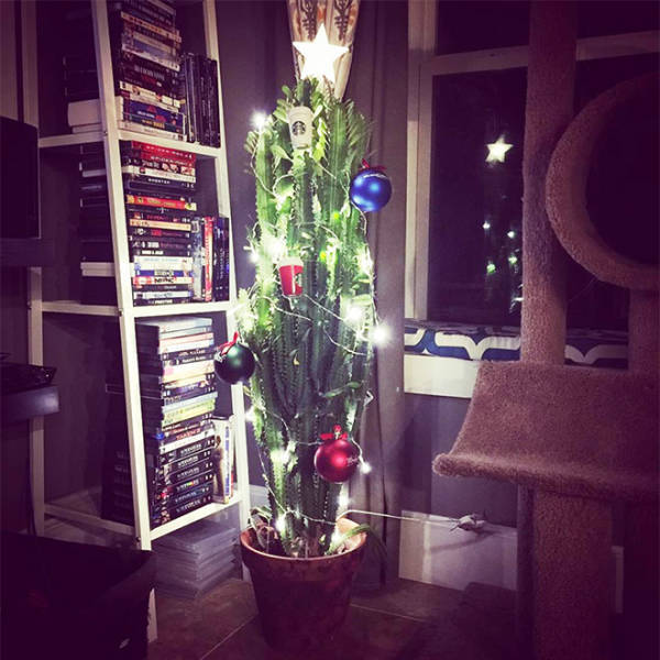 Don't have a tree? Decorate the cactus! - Christmas tree, Cactus