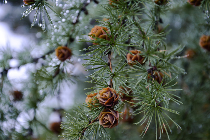 Fog in drops - Beginning photographer, My, Fog, Nature, The nature of Russia, The photo