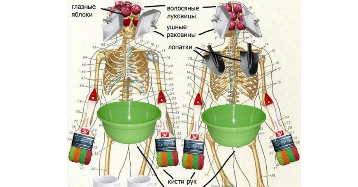 Анатомия прикольные рисунки