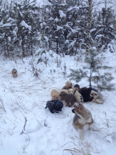 All puppies found in the forest near Ryazan have found owners. - Help, Longpost, Kindness, Ryazan, Puppies, Dog, Animal Rescue, Helping animals