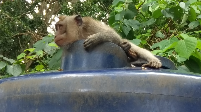 Photos from travels. Bali. Drama in the family of monkeys. - Family, Monkey, My, Longpost, Travels