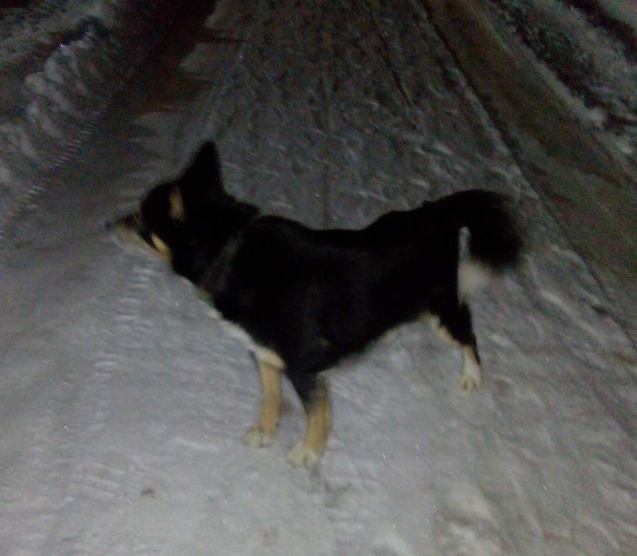 Pereslavl! Lost dog! - My, Lost, Dog, The dog is missing, Pereslavl-Zalessky, No rating, Help