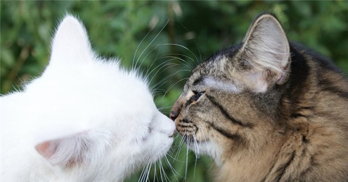 Дела амурные — кошка просит кота. Что делать владельцам? | Пикабу