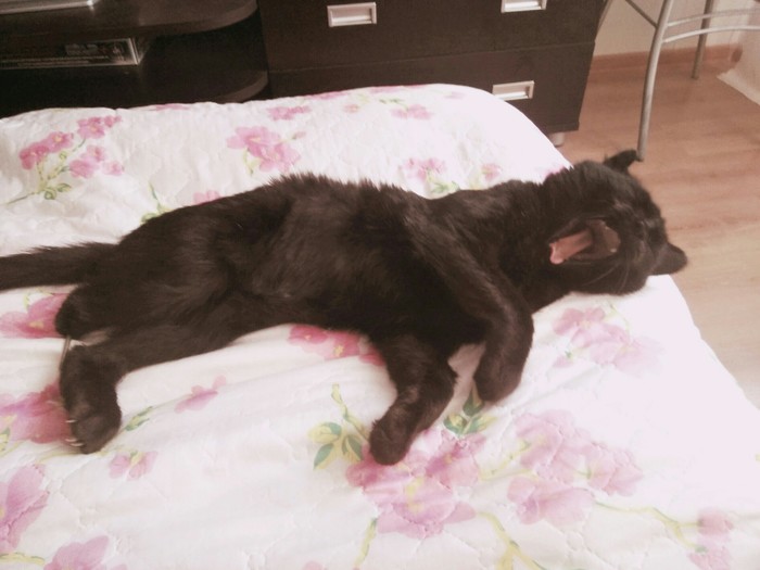 Просто Вася. Просто кот. Кот, Котомафия, Черный кот, Приют для животных, Длиннопост