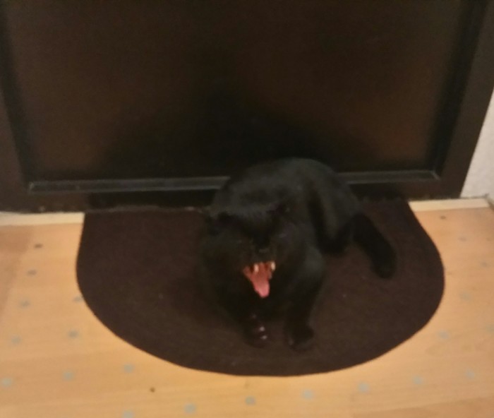 Просто Вася. Просто кот. Кот, Котомафия, Черный кот, Приют для животных, Длиннопост