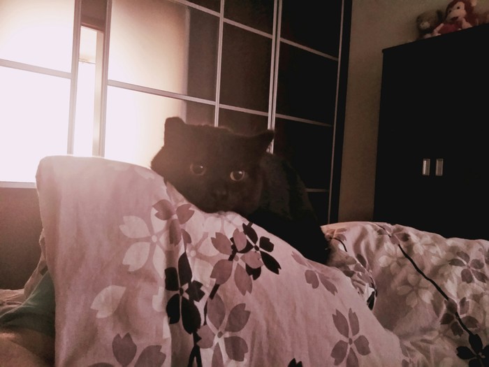 Просто Вася. Просто кот. Кот, Котомафия, Черный кот, Приют для животных, Длиннопост