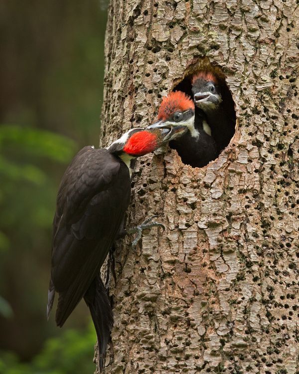 Maybe I'm adopted? - Woodpeckers, Chick, Birds, The photo, Milota