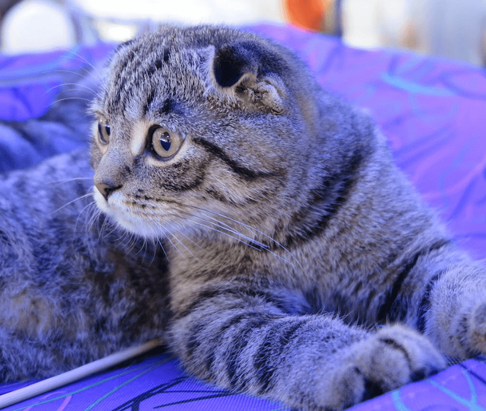 Почему кошек так тянет полежать на вашем ноутбуке? Кот, Длиннопост, Психология, Компьютер, Домашние животные