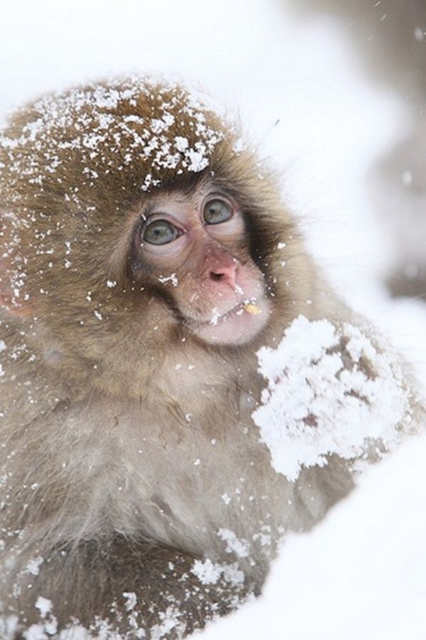 snow monkeys - wildlife, , Japanese macaque, Milota, Longpost
