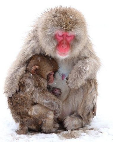 snow monkeys - wildlife, , Japanese macaque, Milota, Longpost