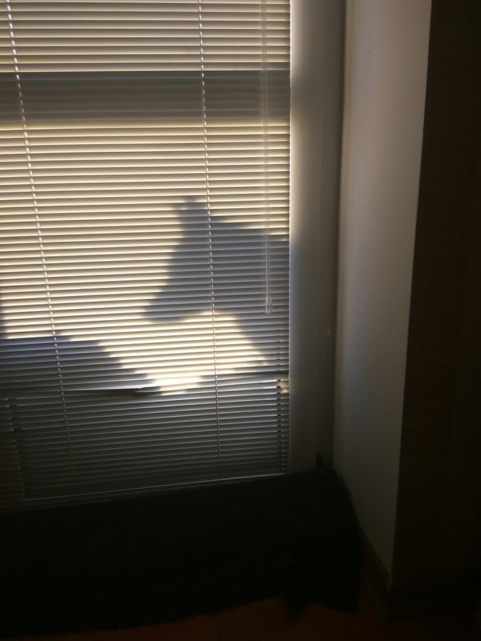 You are always listened to - Dog, Longpost, Window, Blinds, Shadow, Hid, Hide and seek