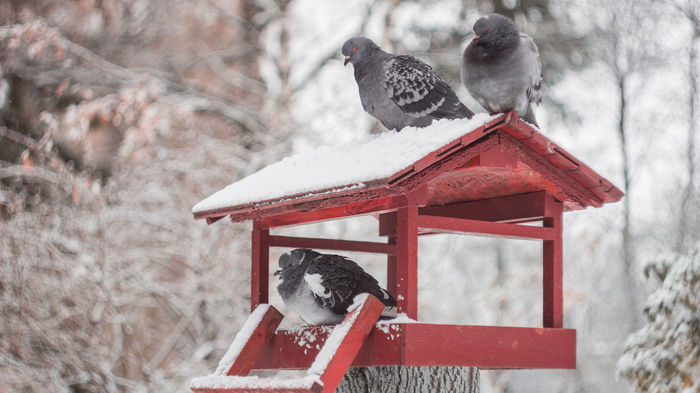 Pigeons - My, Pigeon, Birds, Winter, Snow, Helios, Canon, Canon 1200d, Beginning photographer