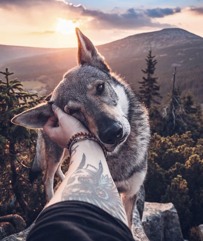 True friend - Dog, Person, friendship, The mountains, Forest, Animals, Nature