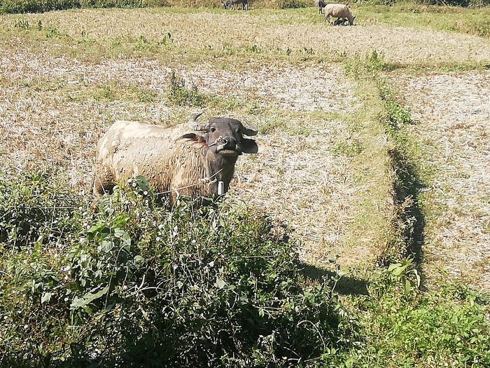 Cycling trip: from Yaransk to Thailand - Travels, Bike ride, Positive, No rating, Longpost