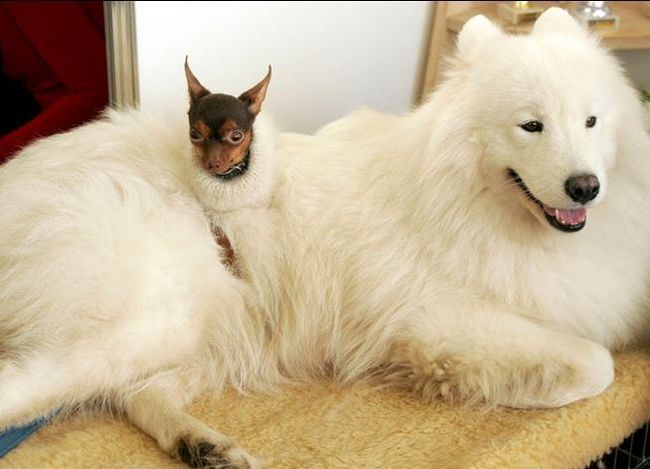 It seems that someone wound up in my wool - Samoyed, Dog, Chihuahua