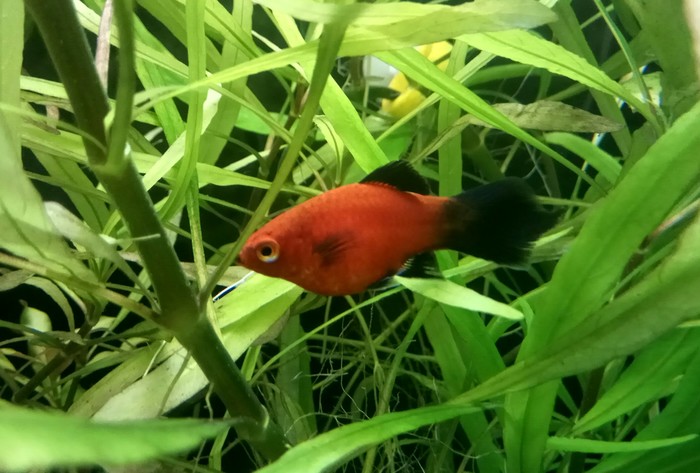 Kushi - My, Aquarium, Aquarium fish, Aquarium, Longpost