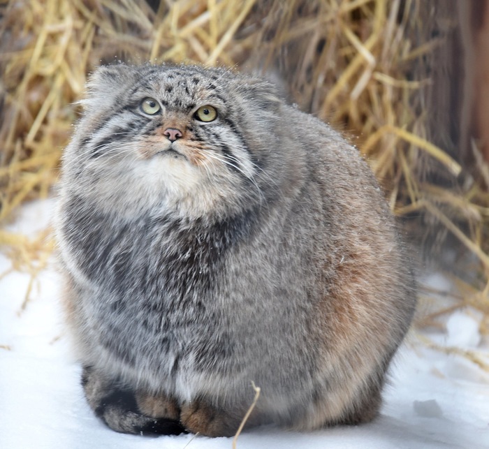 Stroke me! - Pallas' cat, cat, Fluff, Pet the cat