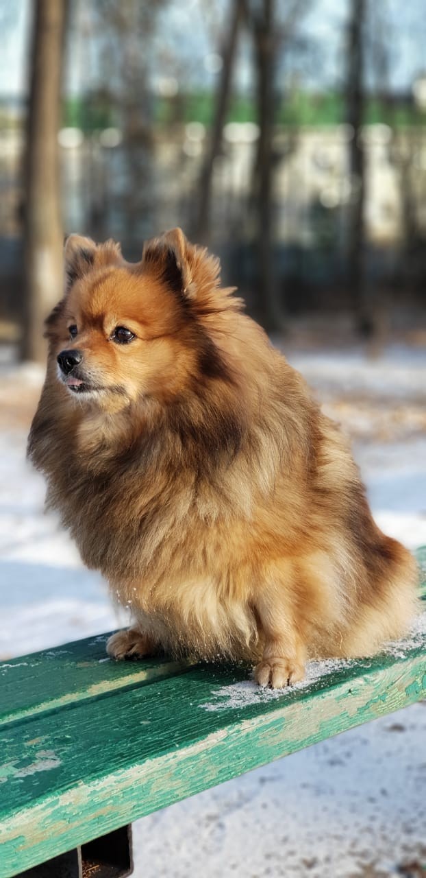 Lilu, the glorious German Spitz - My, Dog, Animals, Spitz, The photo