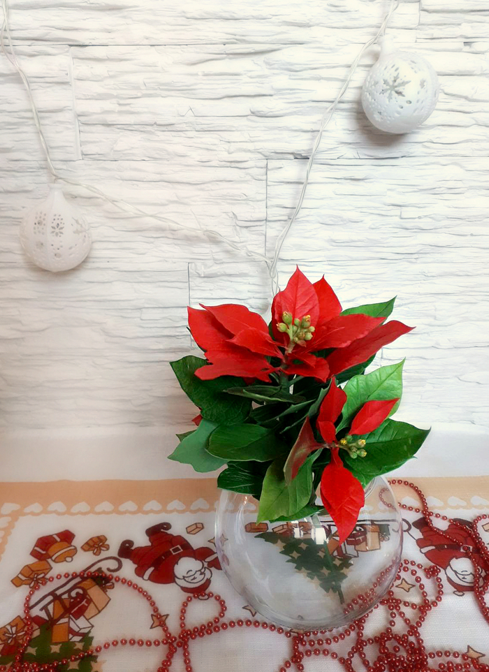 Polymer clay poinsettia. - My, Christmas star, Polymer clay, , Needlework without process, New Year, Handmade, Longpost