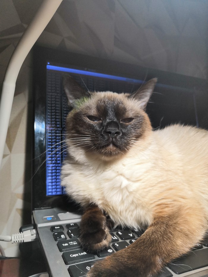 System co-administrator - My, cat, Thai, Selfie