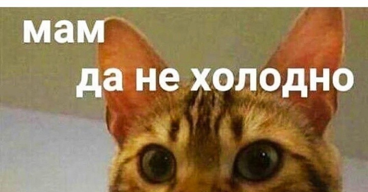 Холод. Фразы про холод. Холодно картинки прикольные. Зимние статусы. Холодно открытки прикольные.