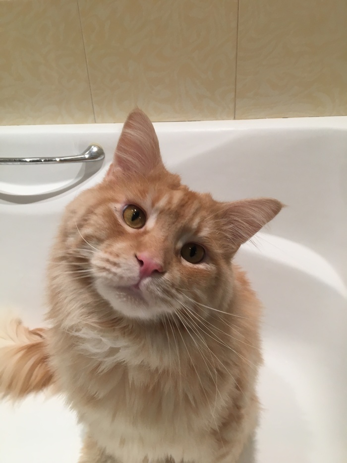 Please give me a treat! - My, Viennese, Maine Coon, cat