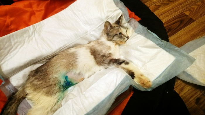 Found a dead (no) cat 5 - My, , Drying, Kindness, cat, faith, Надежда, Love, Longpost