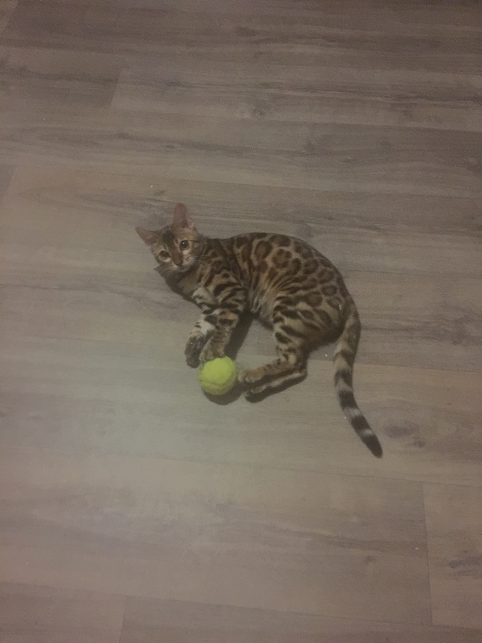 Girl on the Ball. - cat, My, Milota, Catomafia