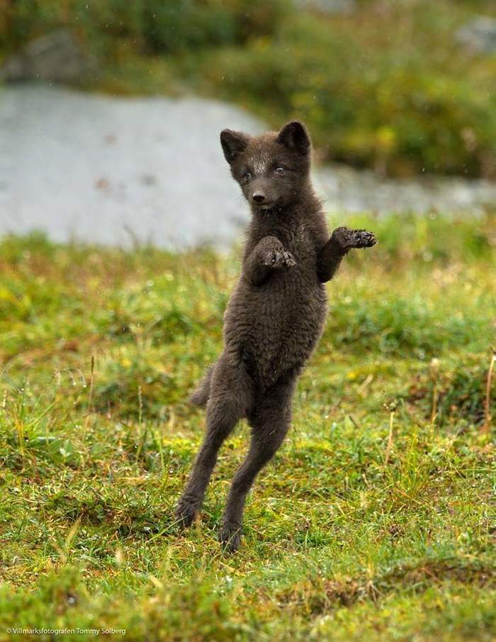 Летящей походкой