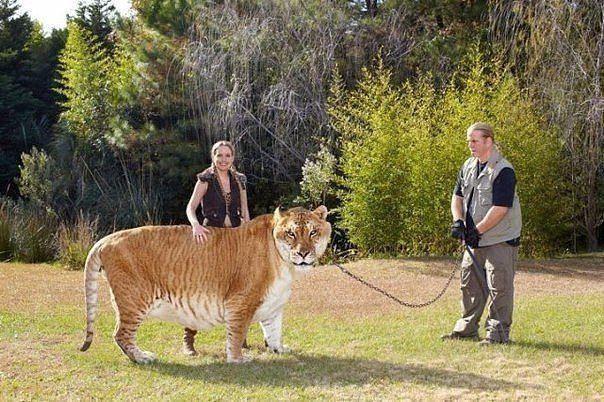 The largest living cat - Liger, Crossbreeding, Record