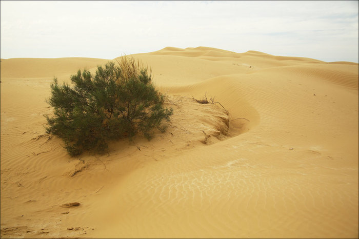 Barkhan Big Brother - a piece of desert in the middle of the Volga delta, a mini-biome - My, Desert, Sand dune, Astrakhan, Biome, Lizard, Plants, Travels, Steppe, Longpost