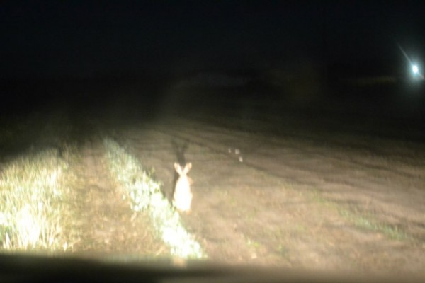 Oh those hunters - Road accident, Hare, Hunting