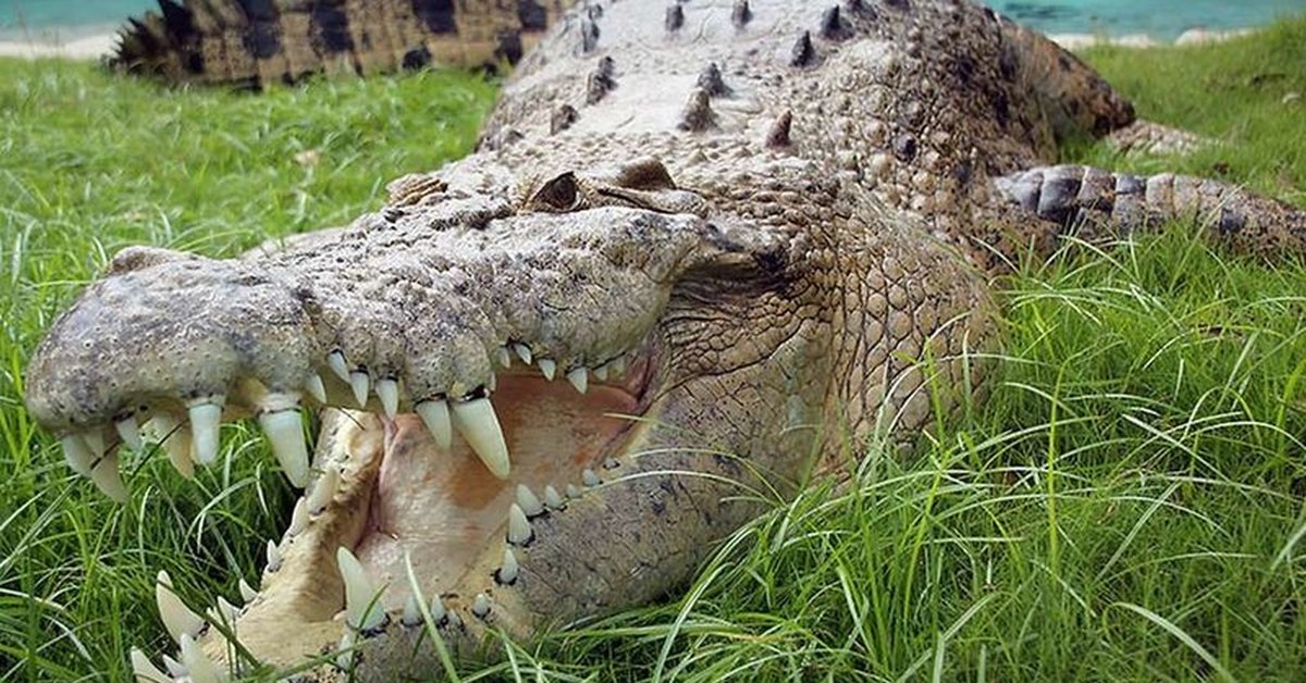 Крокодил самый опасный речной. Морской крокодил (Crocodylus porosus). Гребнистый крокодил в Австралии. Остров Рамри крокодиловая бойня. Гребнистый крокодил самый большой.