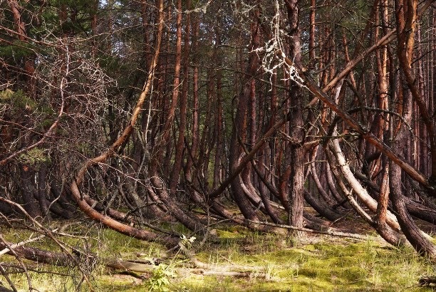 Drunken forest in the Ryazan region - Drunken Forest, Anomalous zone, Many letters, Nature, Interesting, Longpost