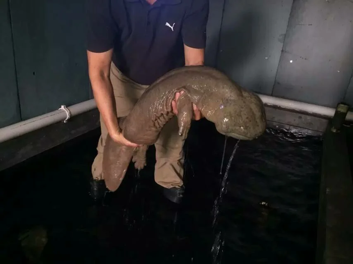 Исполинская саламандра: Чудо современного Китая Саламандра, Земноводные, Животные, Дикие животные, Книга животных, Юмор, Зоология, Природа, Длиннопост