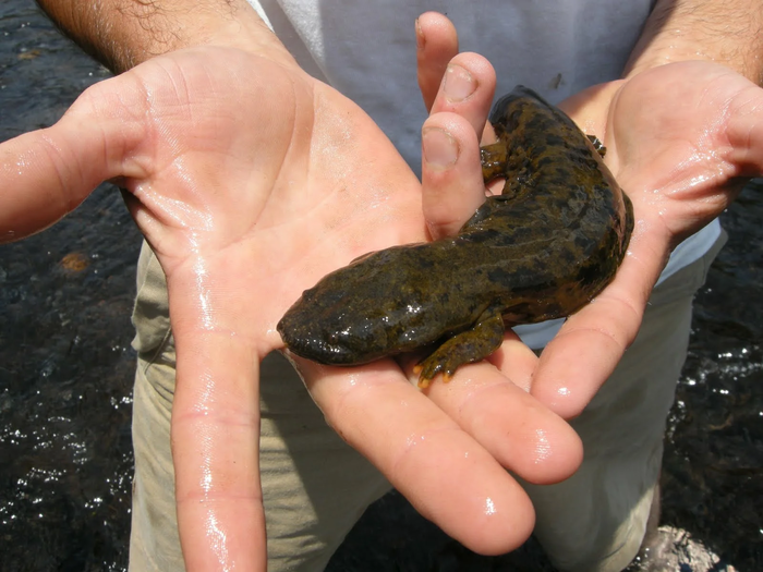 Исполинская саламандра: Чудо современного Китая Саламандра, Земноводные, Животные, Дикие животные, Книга животных, Юмор, Зоология, Природа, Длиннопост