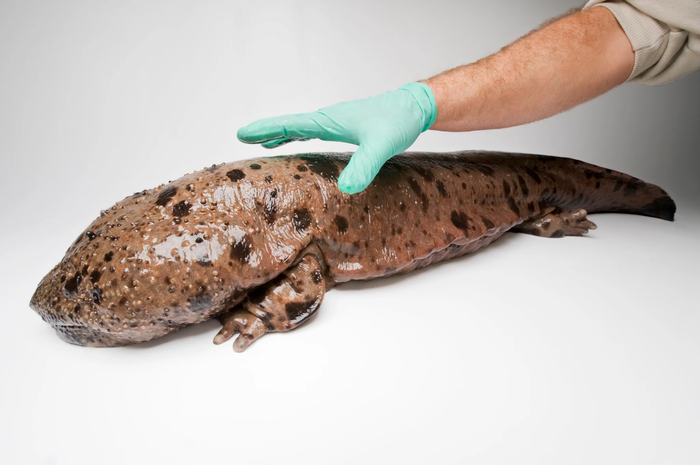 Исполинская саламандра: Чудо современного Китая Саламандра, Земноводные, Животные, Дикие животные, Книга животных, Юмор, Зоология, Природа, Длиннопост