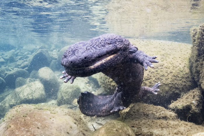 Исполинская саламандра: Чудо современного Китая Саламандра, Земноводные, Животные, Дикие животные, Книга животных, Юмор, Зоология, Природа, Длиннопост