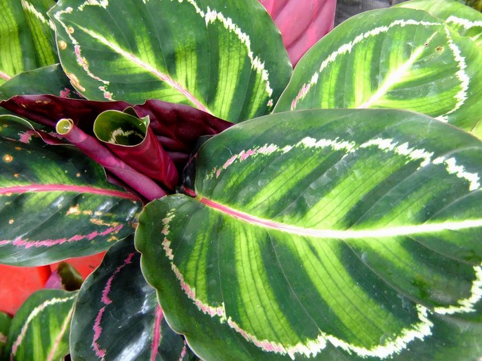 Peacock flower, snake flower - My, Garden, Garden, Longpost