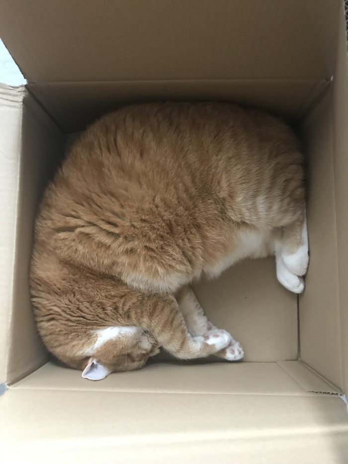 Fitted perfectly! - My, Redheads, Box and cat, cat, Catomafia