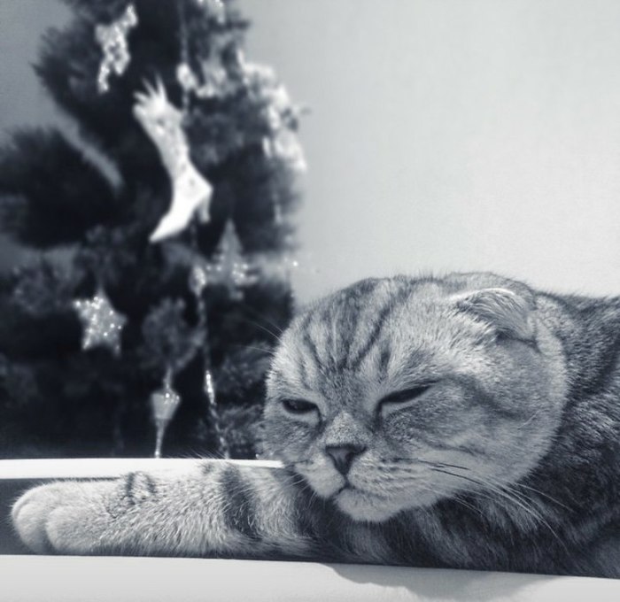 Waiting for a miracle - cat, The photo, New Year