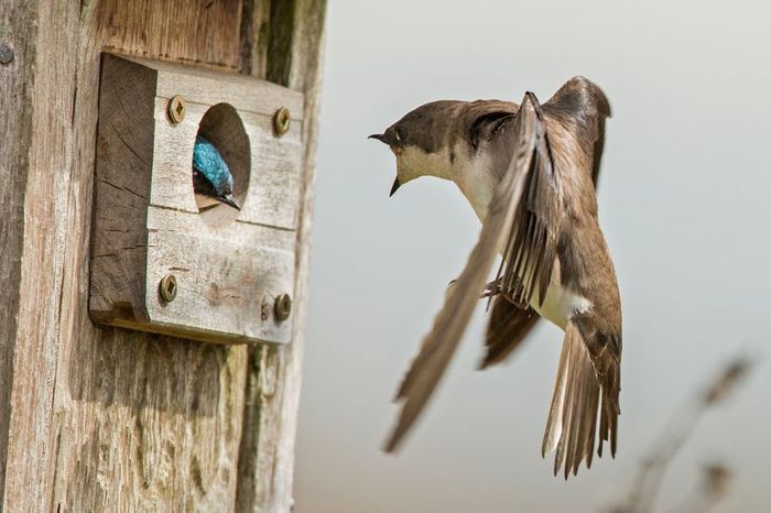 Housing problem - Birds, Martin, The photo