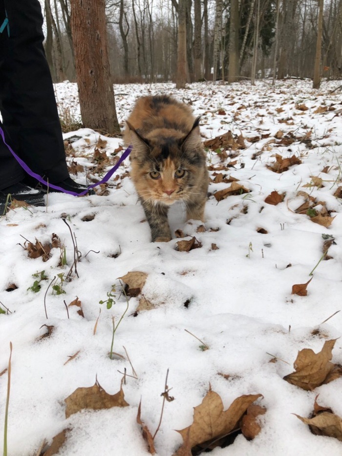 On the hunt - My, Animals, cat, Maine Coon