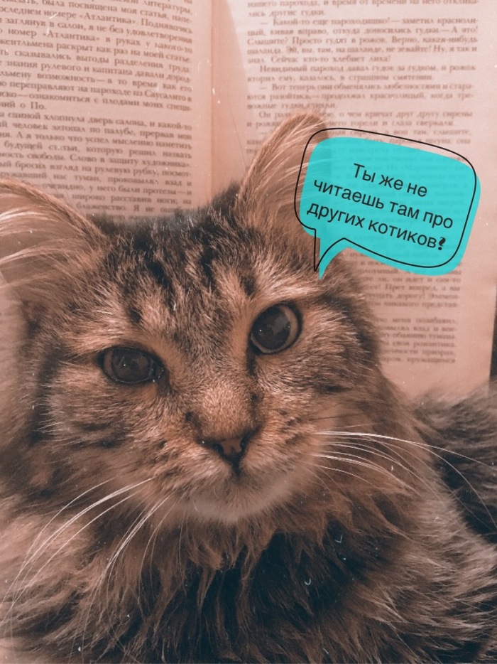 Kotorevnost - My, cat, Catomafia, , Fluffy, Books