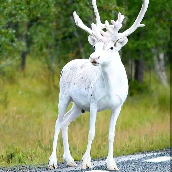 White deer no, not you, you're a brunette - Nature, Animals, Wild, Forest