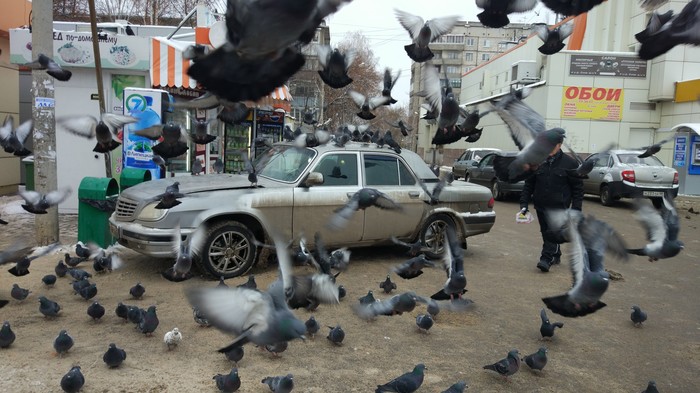 Нападение на Волгу - Моё, Голубь, Фотография, На бегу